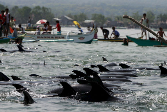 Dolphins beaches: At least 100 dolphins are stranded in shallow water near Manila