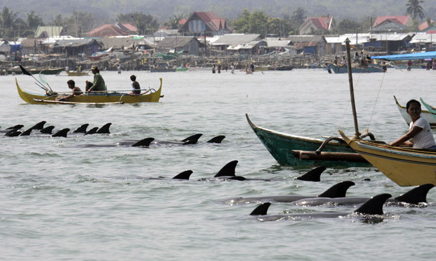 Dolphins beaches: 200 melon headed whales which swam in shallow waters