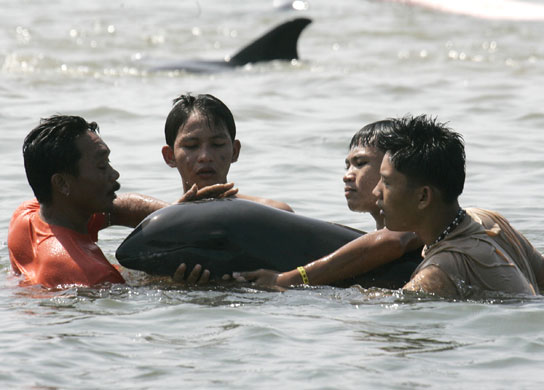 Dolphins beaches: Volunteers rescue a young melon headed whale