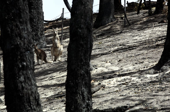 24 hours in pictures : Bushfires Sweep Through Victoria