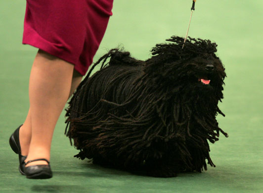 Dogshow extra: Westminster Kennel Club dog show in New York