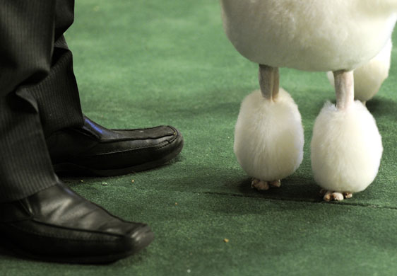 Dogshow extra: Westminster Kennel Club dog show in New York