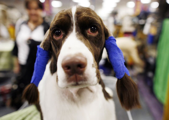 Dogshow extra:  Westminster Kennel Club dog show in New York