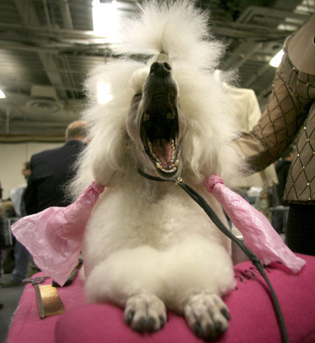 Dogshow extra: Westminister Kennel Club dog show in New York