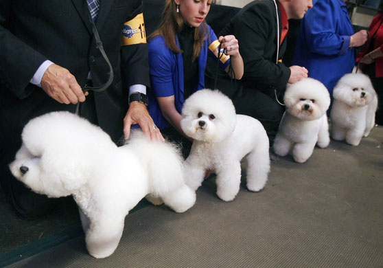 Dogshow extra: Westminster Kennel Club dog show in New York