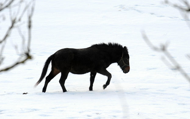Bad weather: A pony trudges through the snow in the Cotsworlds
