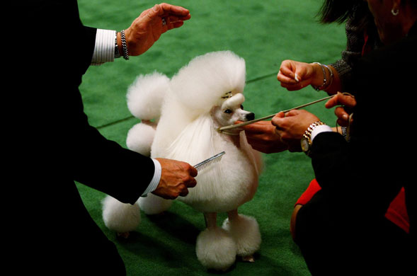 11 February 2009: New York, US: A toy poodle is groomed by handlers