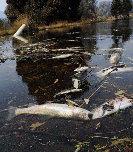 Australia fire aftermaths: Dead fishes float in the Marysville Trout Farm