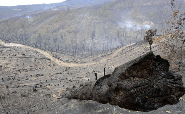 Australia fire aftermaths: Bushes are burnt down by wildfires in Jeeralong West