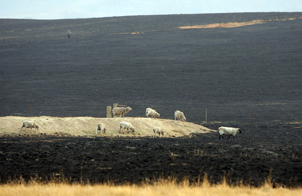 Australia fire aftermaths: Sheep struggle to find fodder in a burnt-out paddock after a bushfire