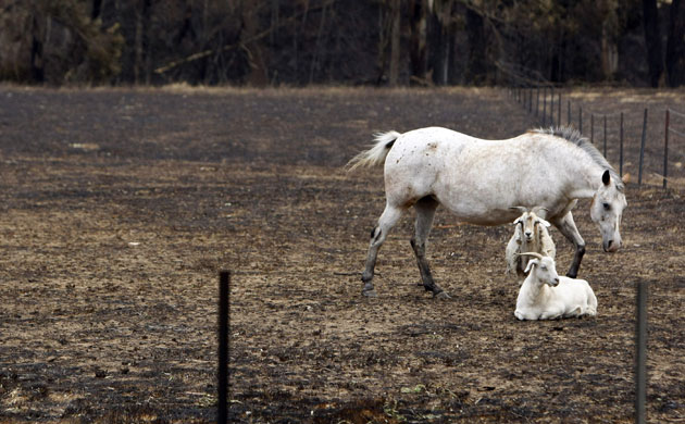 Australia fire aftermaths: A white horse and two goats are seen in a field burnt out by bushfire