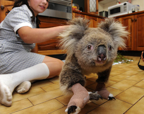 Australia fire aftermaths: Cheyenne Tree treats a Koala nicknamed Sam, saved from the bushfires