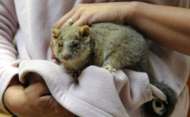 Australia fire aftermaths: A ring-tailed possum saved from the bushfires in Gippsland