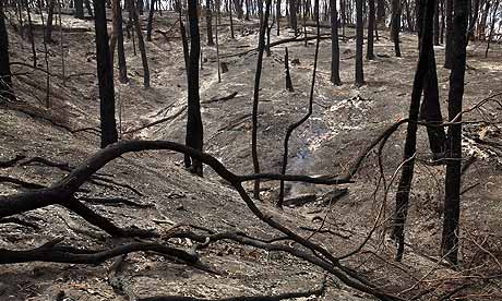 A charred landscape after