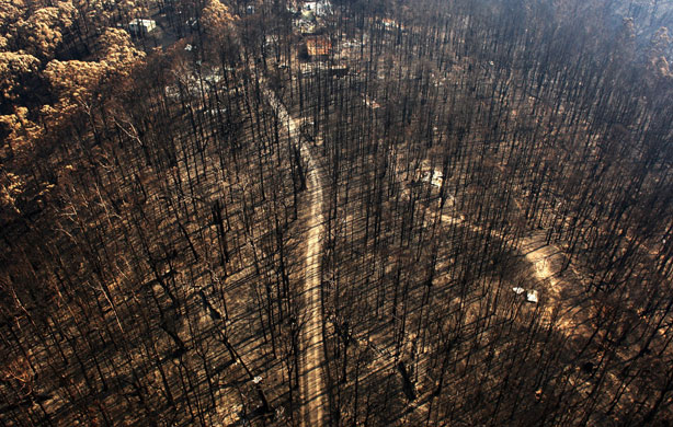 Bushfire devastation: A dirt track runs through the burnt out forest in the Kinglake region
