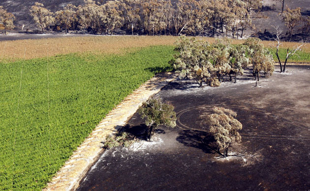 australia wilfire: Death Toll Nears 200 As Bushfires Continue To Blaze Through Victoria