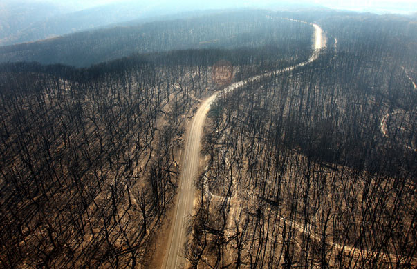 Bushfire devastation: A dirt track runs through the burnt out forest in the Kinglake region