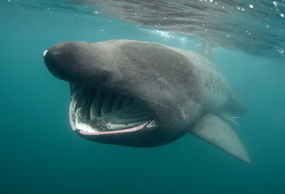 Underwater photography: Underwater wildlife photography: Basking shark by Cpt JP Trenque.