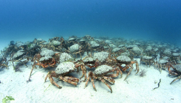 Underwater photography: Underwater wildlife photography: Spider Crabs by Dave Peake
