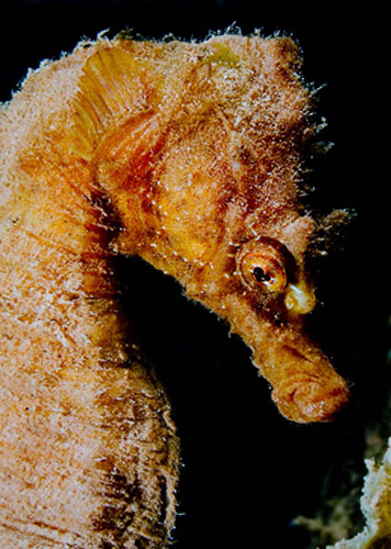 Underwater photography: Underwater wildlife photography: Short Snouted Seahorse by Derek Haslam