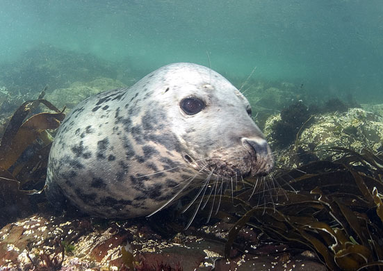 Underwater photography: Underwater wildlife photography: Grey Seal by Martha Tressler