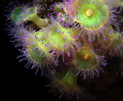 Underwater photography: Underwater wildlife photography:  Jewel Anemones by Sally Sharro