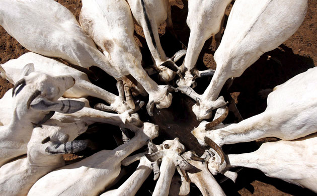 Severe drought : Severe drought in Kenya