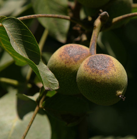 Severe drought : Severe drought : walnuts unprotected from the sun are burned, California