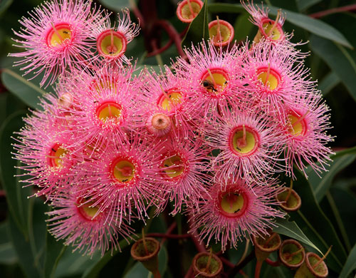 Week in wildlife: The delicate pink flowers of the Corymbia 'Summer Beauty' flowering gum 