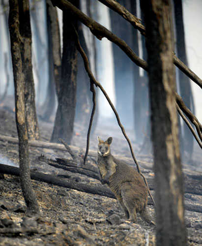 Week in wildlife: Aftermath of bush fires in Victoria, Australia 