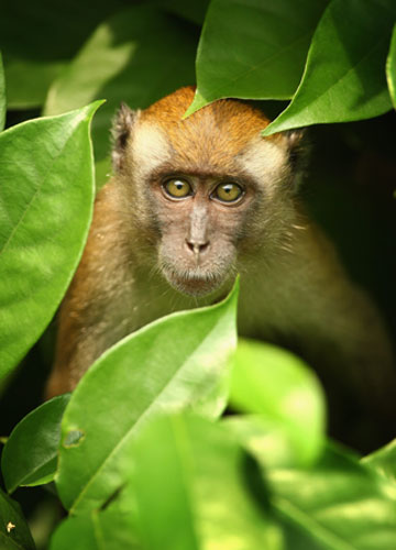 Week in wildlife:  A monkey  looks on during the 2009 Maybank Malaysian Open 