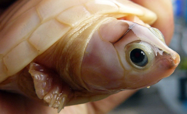 Week in wildlife: Picture of an albino turtle born at the Biological Reserve of Abufari