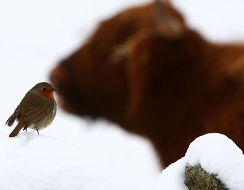 Week in wildlife: A robin sits on a wall near to a field of Highland cows