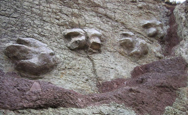 Week in wildlife: Footprints of maybe a 120 million years dinosaur