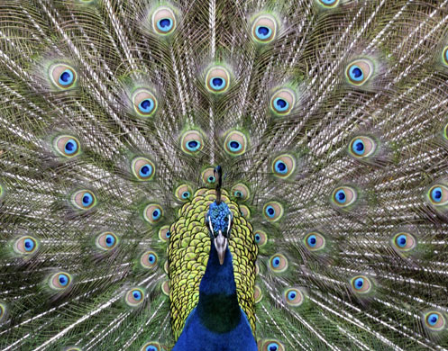 Week in wildlife: Peacock