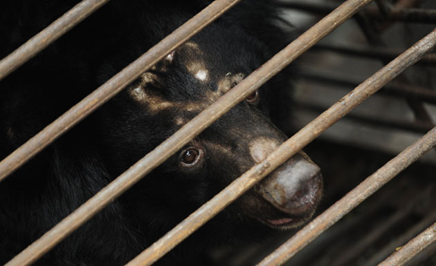 Week in wildlife: A rescued moon bear peers out of a cage 