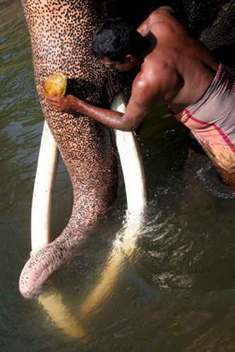 Week in wildlife: Elephants brought for religio-cultural procession in Colombo