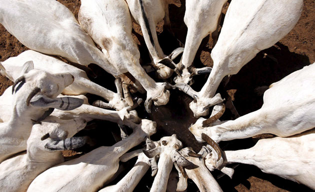Week in wildlife: Goats drink from a bore-hole in Wargadud, Kenya 