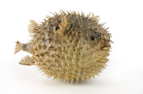 Take 10: Lost Property: Pufferfish?