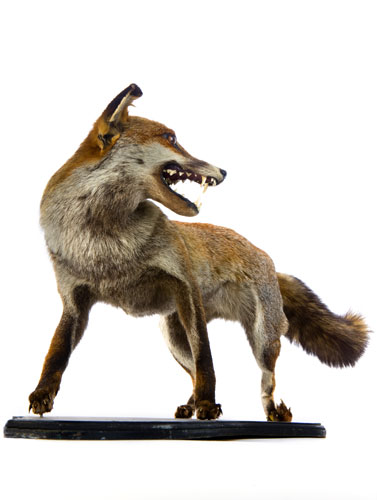 Take 10: Lost Property: A stuffed fox