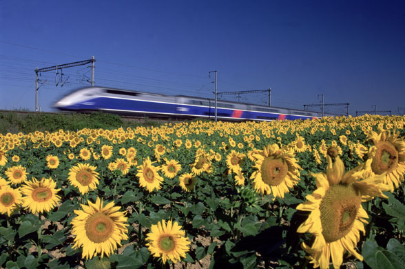 High speed trains: A speeding TGV train passes a field of sunflowers in France in 2002.