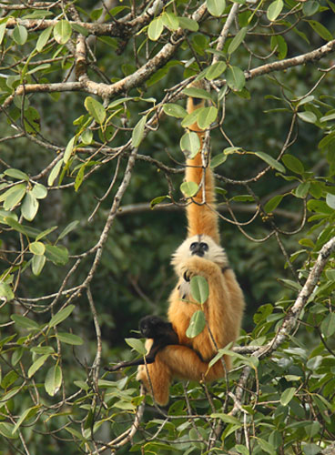 Week in wildlife: Baby cao vit gibbon learns to search for food on China Vietnam border