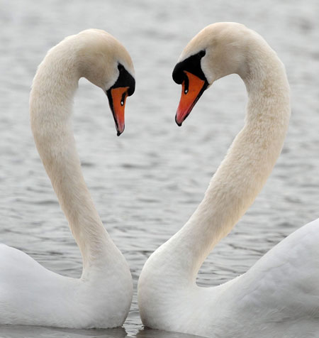 Valentine's Day Gallery: Valentine's Day