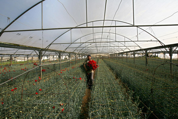 Valentine's Day Gallery: Valentine's Day