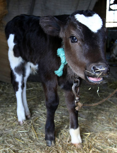 Valentine's Day Gallery: Valentine's Day