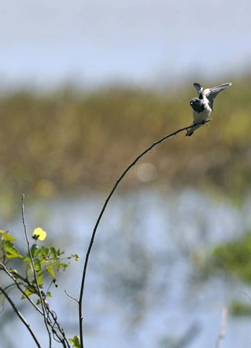 Week in wildlife: A blue-feathered Barn Swallow, in Candaba marsh, Philippines
