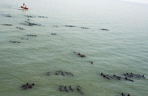 Week in wildlife: 200 melon-headed whales out to sea in Balanga 