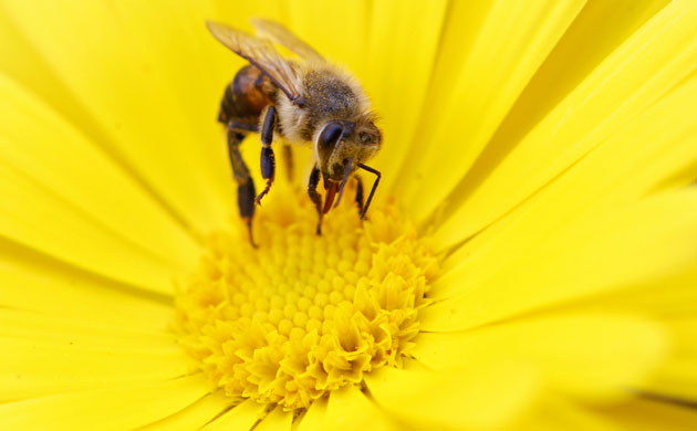 Week in wildlife: A bee collects nectar from a flower at a public park in Amman