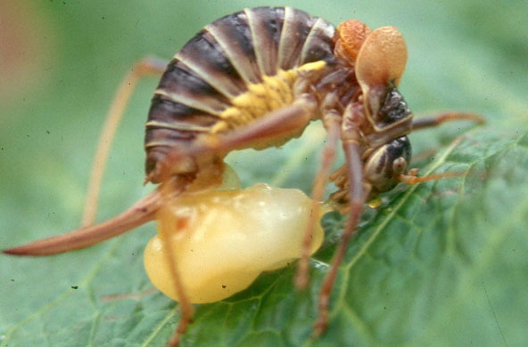 Week in wildlife: The nuptial gift eating process of a female bush cricket