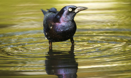 common grackle photo. A Common Grackle in the US